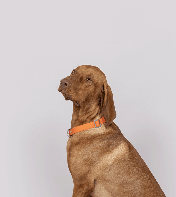 Diego – Feel Good Management bei ABSINA