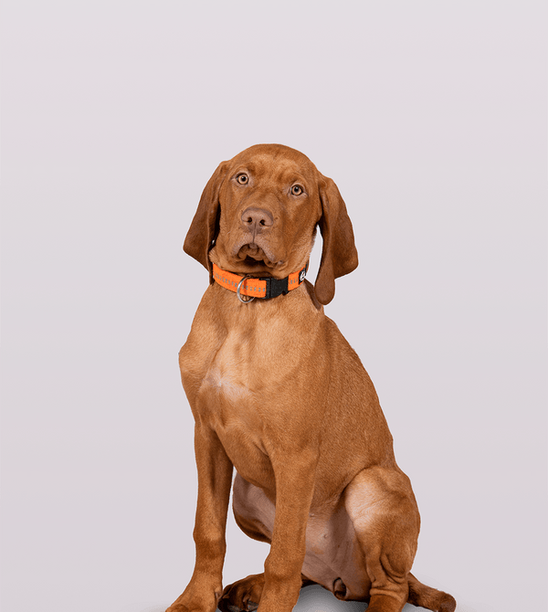 Nala – Feel Good Management bei ABSINA